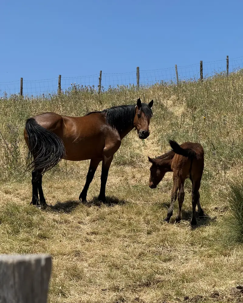 Una cavalla con il puledro al pascolo, nei terreni dell’azienda sui Nebrodi